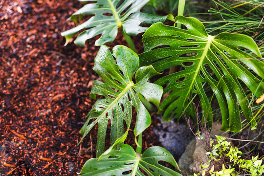 swiss cheese monstera plant outdoor with drops from tropical rain on its leaves