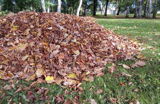 Pile of Dry Autumn Leaves on Green Grass in Park.

