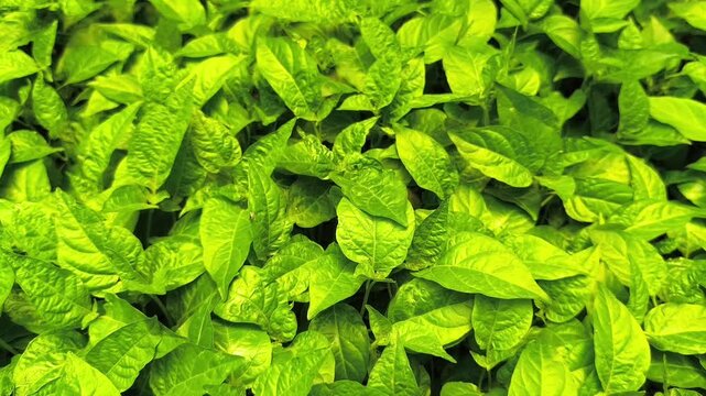 Dense pattern of fresh green chilli plant leaves, providing a vibrant natural foliage background and organic texture suitable for agricultural, botanical, farming, and eco friendly design projects