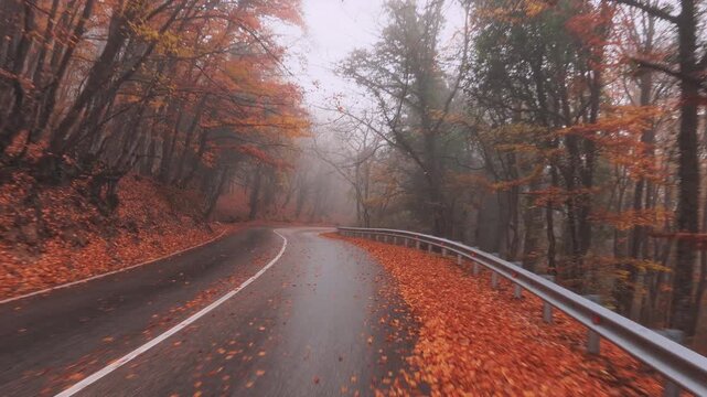 Driving along a road through a misty, yellow autumn forest. Cinematic nature footage. Atmospheric background for a design project.