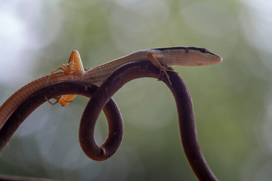 Grass Lizard on beautiful branch ini borneo forest