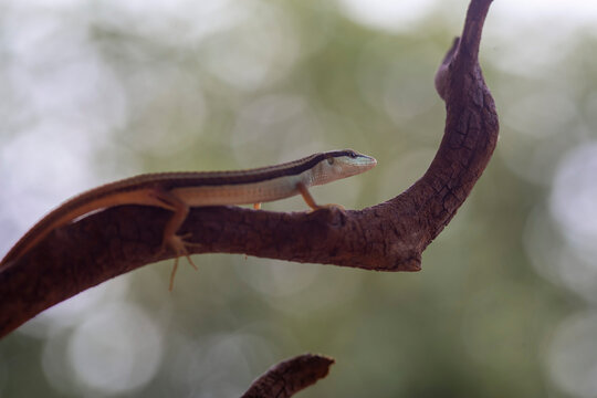 Grass Lizard on beautiful branch ini borneo forest