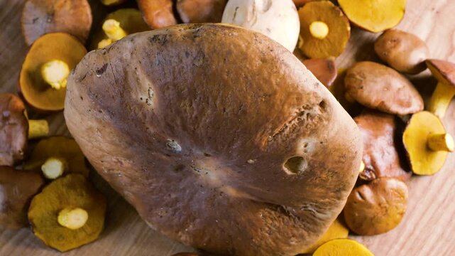 A close-up of fresh porcini mushrooms and wild slippery jack suillus rotates slowly on a wooden background to display harvested organic boletes ready for cooking.