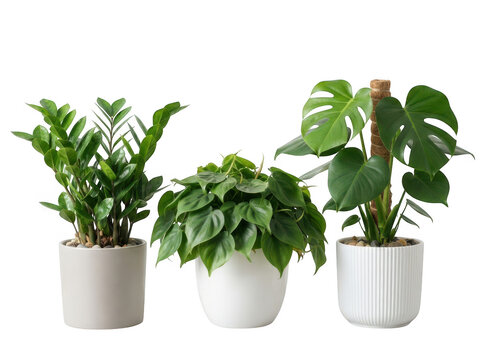Three popular indoor houseplants in decorative pots isolated on transparent background