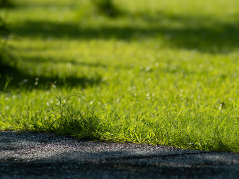 Sunlit Green Grass Blades Along Edge of Path with Soft Bokeh Background