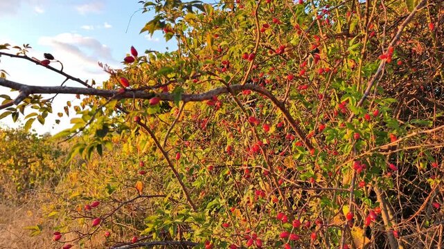 Branch of ripe red rose hips (Rosa canina) with green leaves under a bright blue sunny sky in autumn countryside nature landscape.