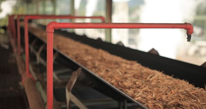 Advanced wood-processing machinery is cutting and shredding eucalyptus wood into fine mulch for pulp production.