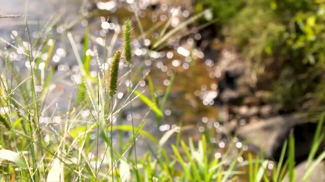 foxtail grass