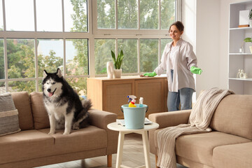 House cleaning and pet care, woman cleaning living room with husky dog sitting on sofa during spring cleaning chores in a bright modern home interior © Pixel-Shot
