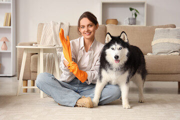 House cleaning and pet care, woman putting on rubber gloves with her husky dog in a cozy living room for home maintenance and hygiene routine © Pixel-Shot