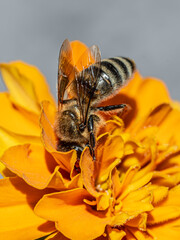 Honey bee collecting nectar from an orange flower. © Pa_tera_studio