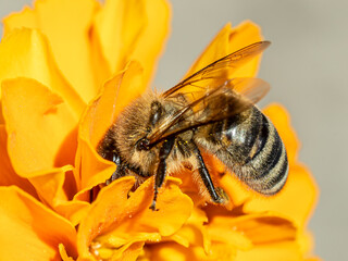 Honey bee collecting nectar from an orange flower in close-up © Pa_tera_studio