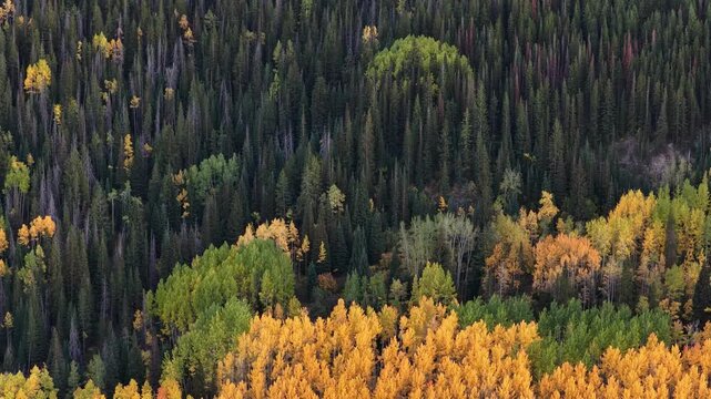 Beautiful drone view over autumn aspen trees in Colorado