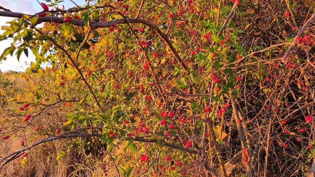 Branch of ripe red rose hips (Rosa canina) with green leaves under a bright blue sunny sky in autumn countryside nature landscape.