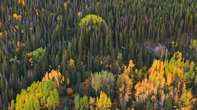 Beautiful drone view over autumn aspen trees in Colorado