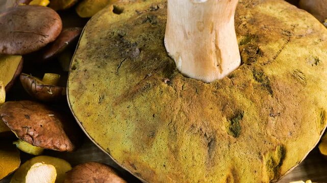 A top view of freshly harvested wild porcini and suillus mushrooms rotating smoothly on a wooden board showcases textured brown caps and yellow pores for culinary projects.