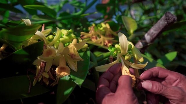 A hand uses a small stick to pollinate vanilla flowers in Chapada dos Veadeiros, Brazil, handheld shot.