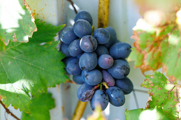 Fototapeta premium Cluster of ripe blue grapes hangs from vine