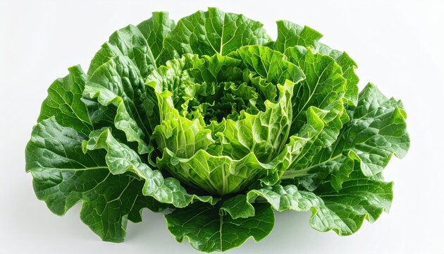 Organic leafy vegetable centered on clean white background