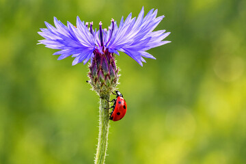 Cornflower with a ladybug against a blurred green background © bluejeansw