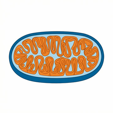 A stylized illustration of a mitochondrion showing its internal structure.