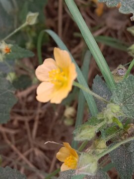 Sida cordata, commonly known as heartleaf sida, with a delicate yellow flower and heart-shaped green leaves growing on a slender hairy stem in a natural outdoor setting.