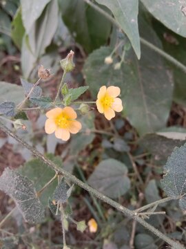 Sida cordata, commonly known as heartleaf sida, with a delicate yellow flower and heart-shaped green leaves growing on a slender hairy stem in a natural outdoor setting.
