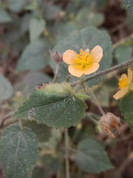 Sida cordata, commonly known as heartleaf sida, with a delicate yellow flower and heart-shaped green leaves growing on a slender hairy stem in a natural outdoor setting.