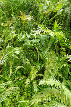tropische Farne - tropical ferns