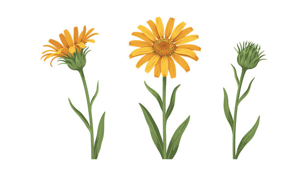 Calendula Officinalis Marigold Botanical Flower Vector Illustration Set Featuring Blooming Buds Stems and Green Leaves Elements for Herbal Medicine Cosmetic Designs