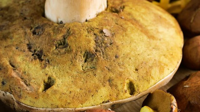 A close-up of a large porcini mushroom rotating on a wooden surface with slippery jacks highlights the detailed textures of freshly picked wild forest fungi for gastronomy and culinary footage.