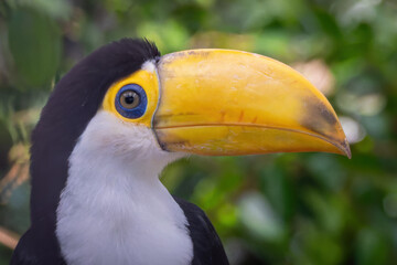 Close-up of a toco toucan's head. © lapis2380
