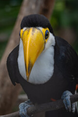 Close-up of a toco toucan's head. © lapis2380
