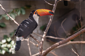 Close-up of a toco toucan's head. © lapis2380
