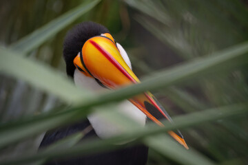 Close-up of a toco toucan's head. © lapis2380