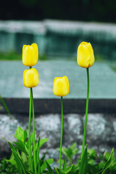 Yellow Tulips Blushing Apeldoorn grow in spring ornamental garden