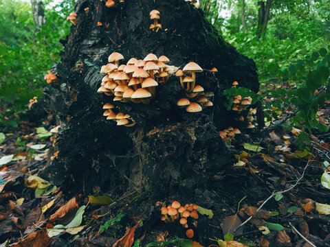 Hypholoma fasciculare mushrooms growing in autumn forest