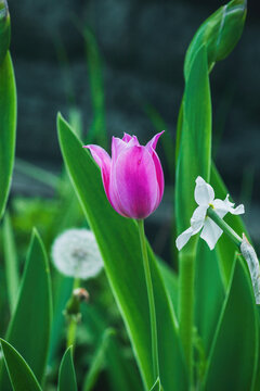 Pink Didiers tulip, white Narcissus, blow dandelion grow in spring ornamental garden