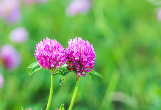 Two pink clover (Trifolium pratense) wild flowers blooming in summer green meadow closeup