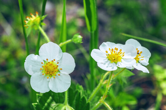 White strawberries flowers growing in spring vegetable garden closeup