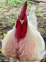 Close Up Portrait Of A Majestic White Rooster With A Red Comb Standing On A Dirt Farm Background © Raksnalee