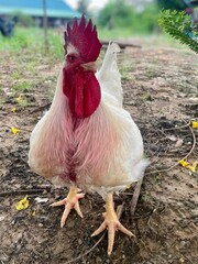 White Rooster With Red Comb Standing On Soil In A Farmyard Setting © Raksnalee