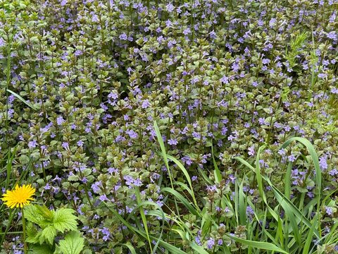 Glechoma hederacea ground ivy evergreen creeper of the mint family.