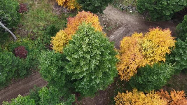 Autumn is the most beautiful season. That is when nature takes on incredible colors that no artist can fully replicate.