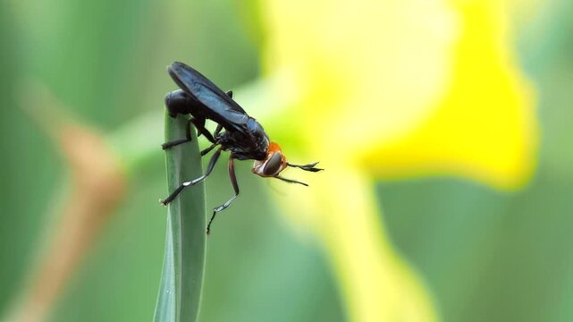 black insect in the parks