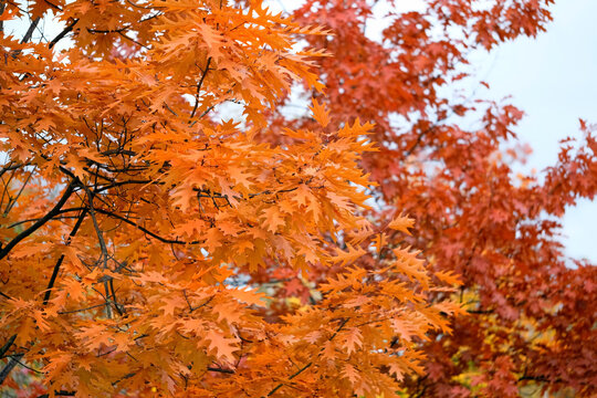Beautiful autumnal landscape with foliage of northern red oak trees (quercus rubra). bright orange red oak leaves on tree branches, natural background. golden fall season concept