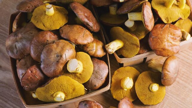 A top view of freshly harvested slippery jack mushrooms spinning on a wooden board next to light veneer baskets highlights wet brown caps and yellow porous undersides for cooking.