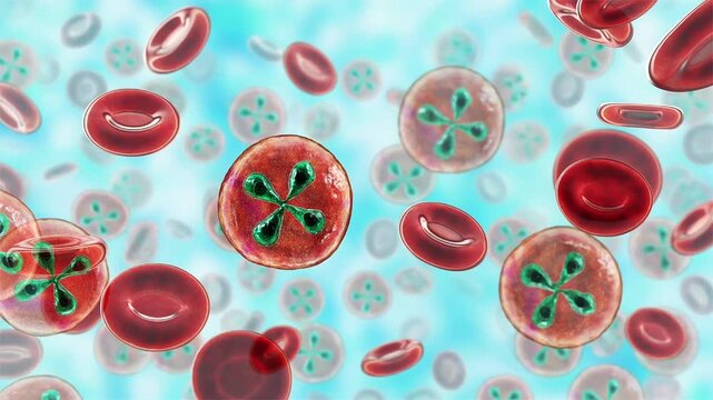 Babesia, 3D animation. Intraerythrocytic protozoan parasites causing babesiosis, a tick-borne infection associated with haemolytic anaemia, fever and potentially severe disease.