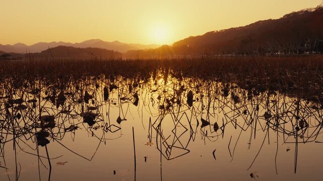 Sunset over serene lake with tall reeds and mountain backdrop
