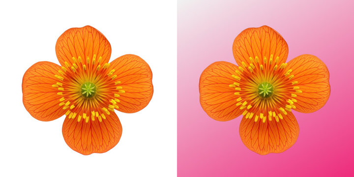 Bright orange flower blossom with yellow stamens and petals
